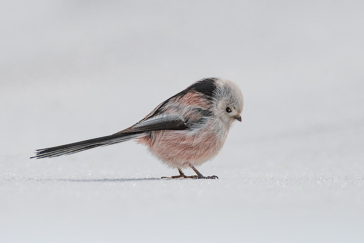 Грустный ополоша.