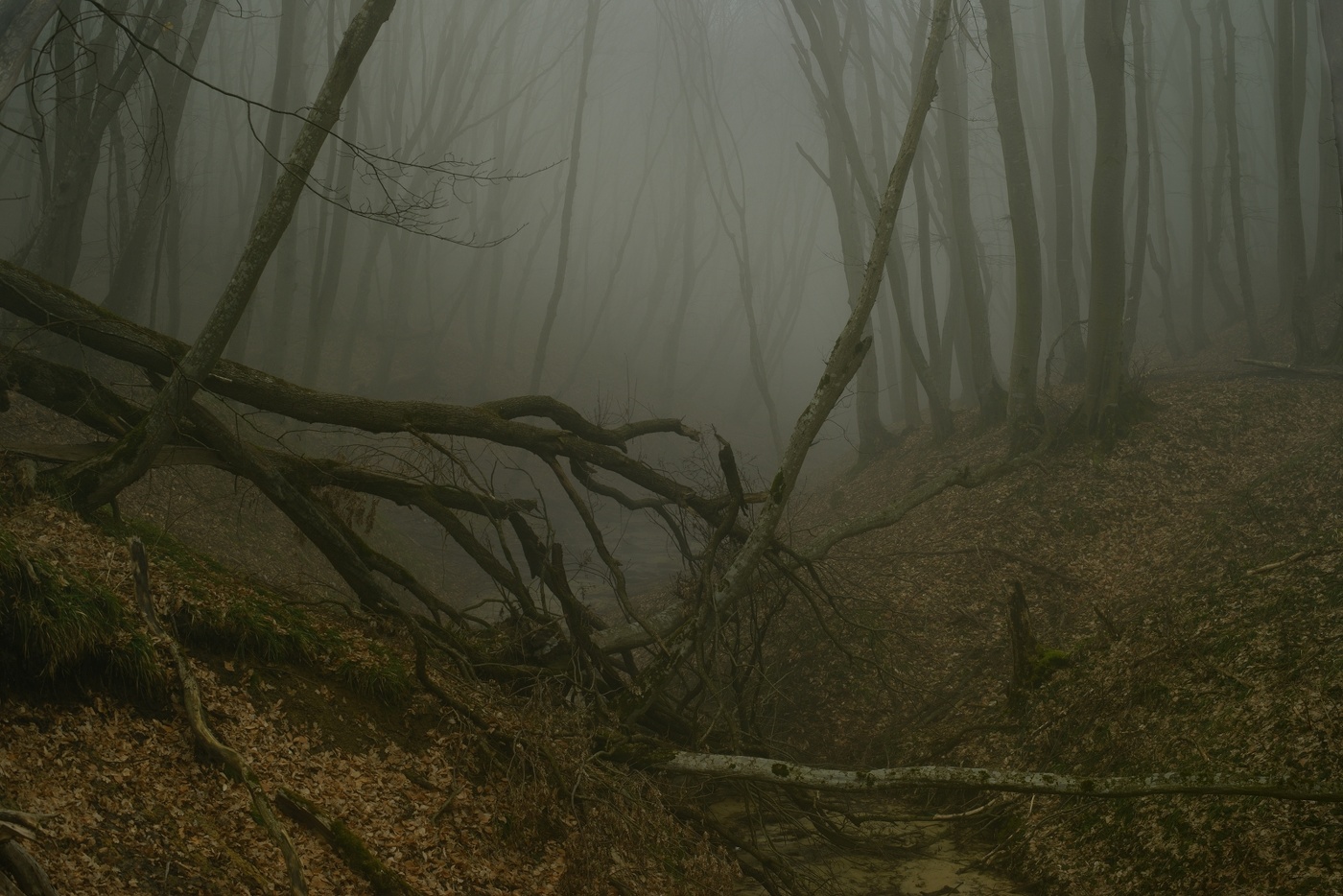 в туманном лесу