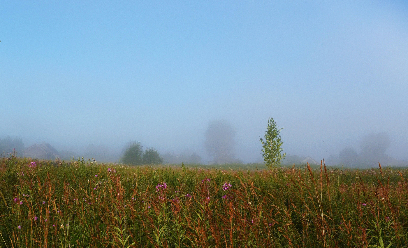 Утро в деревне ...