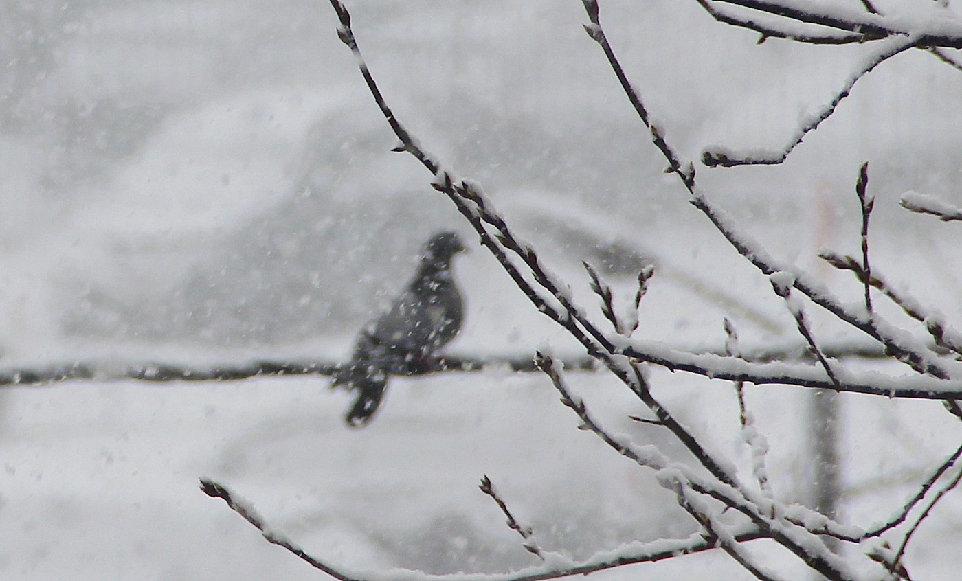 Снегопад в марте.