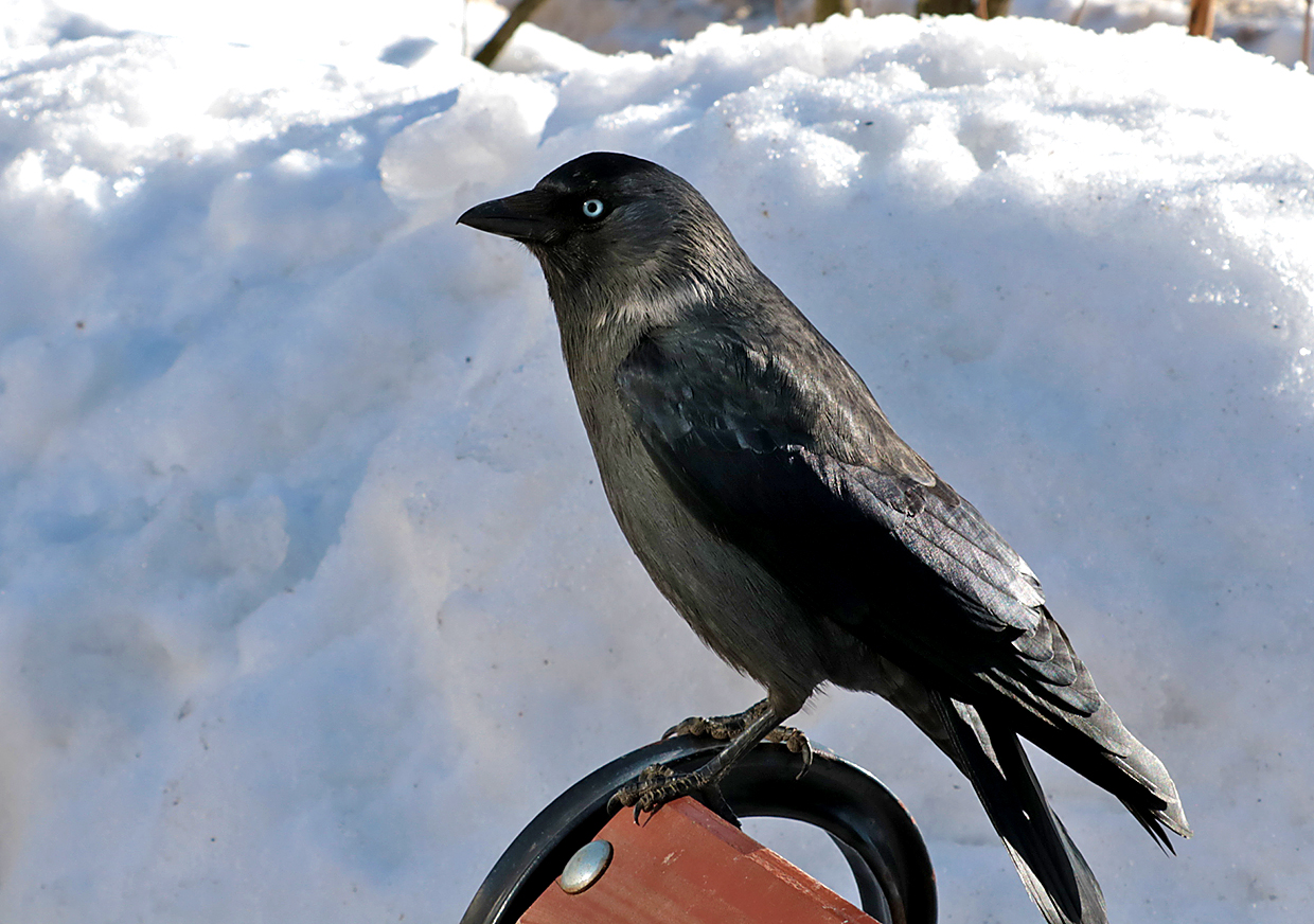 Галка на палке