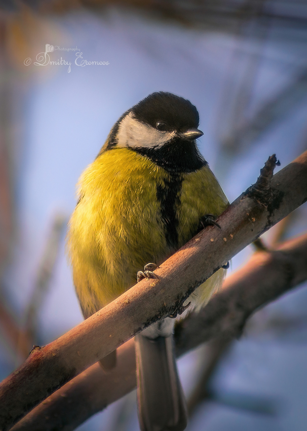 Большая синица