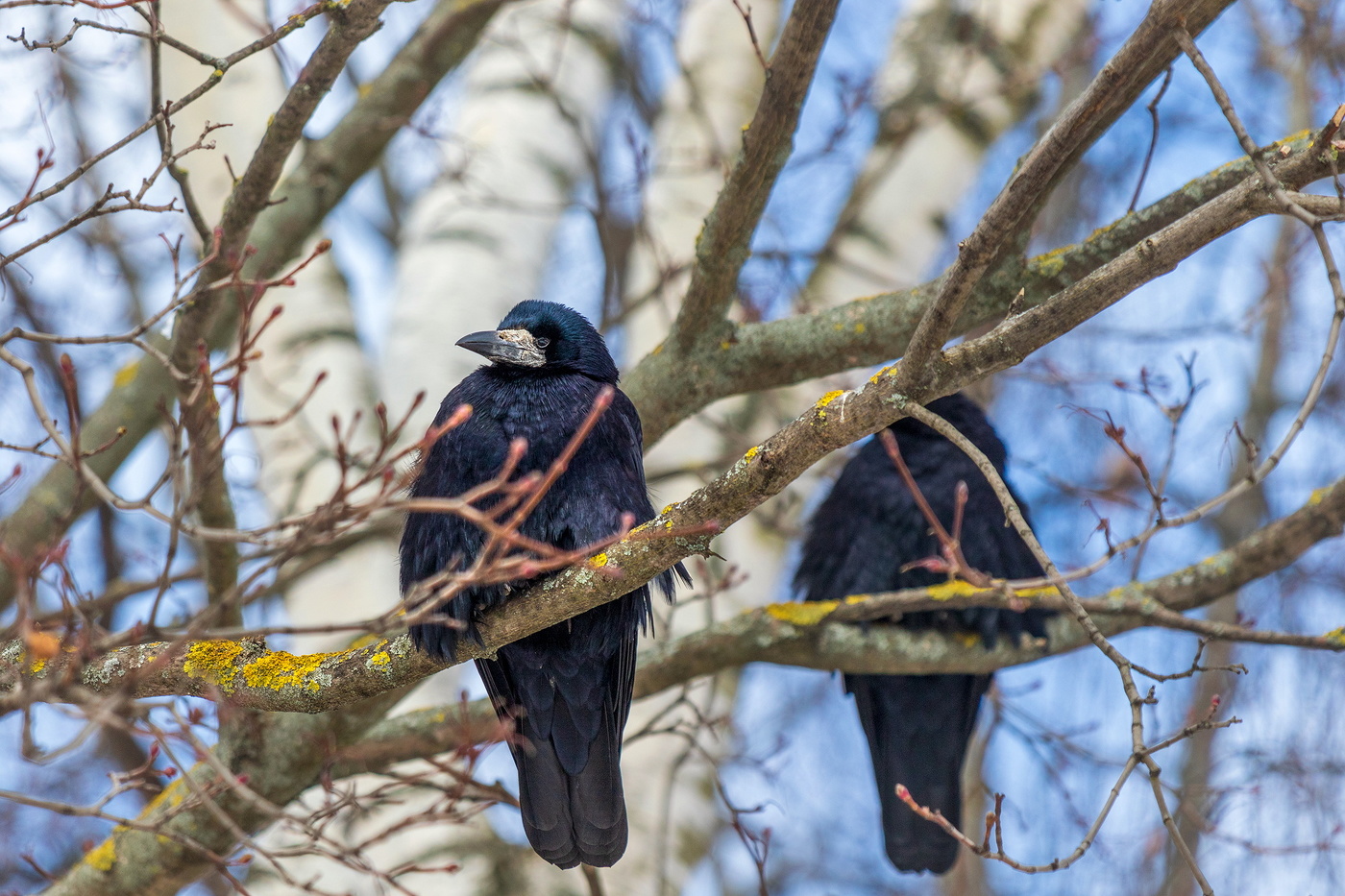 Вестники весны.