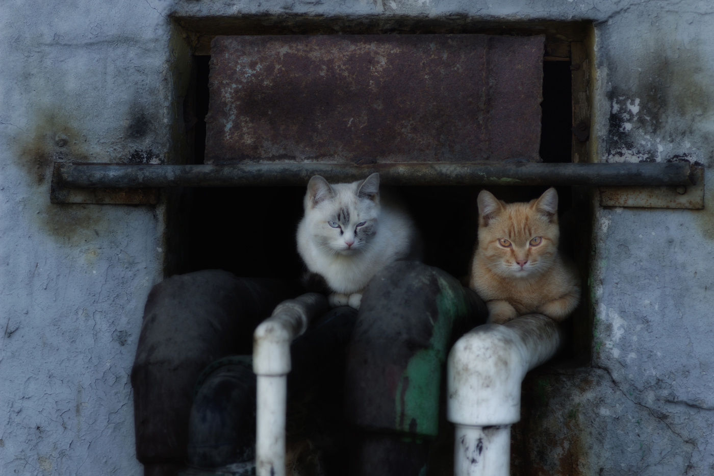 "Кошкин дом"