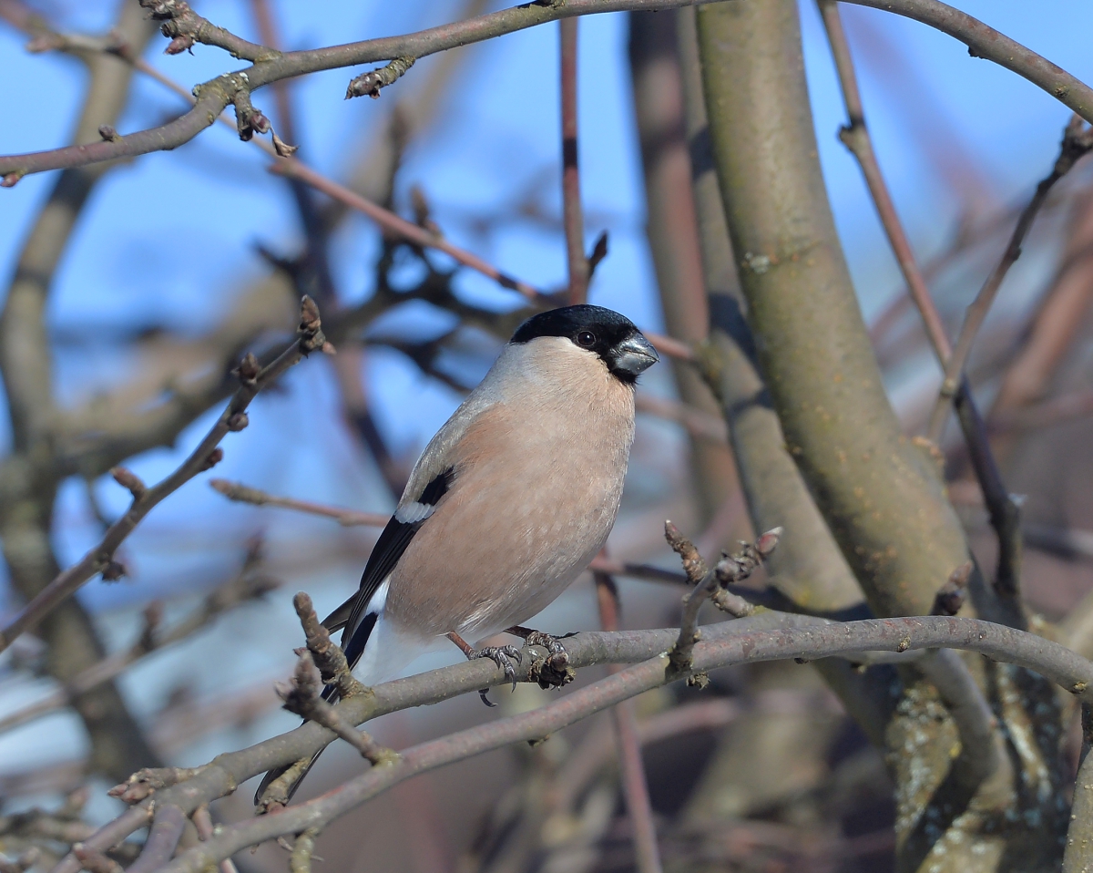 Снегириха замаскирова́лась