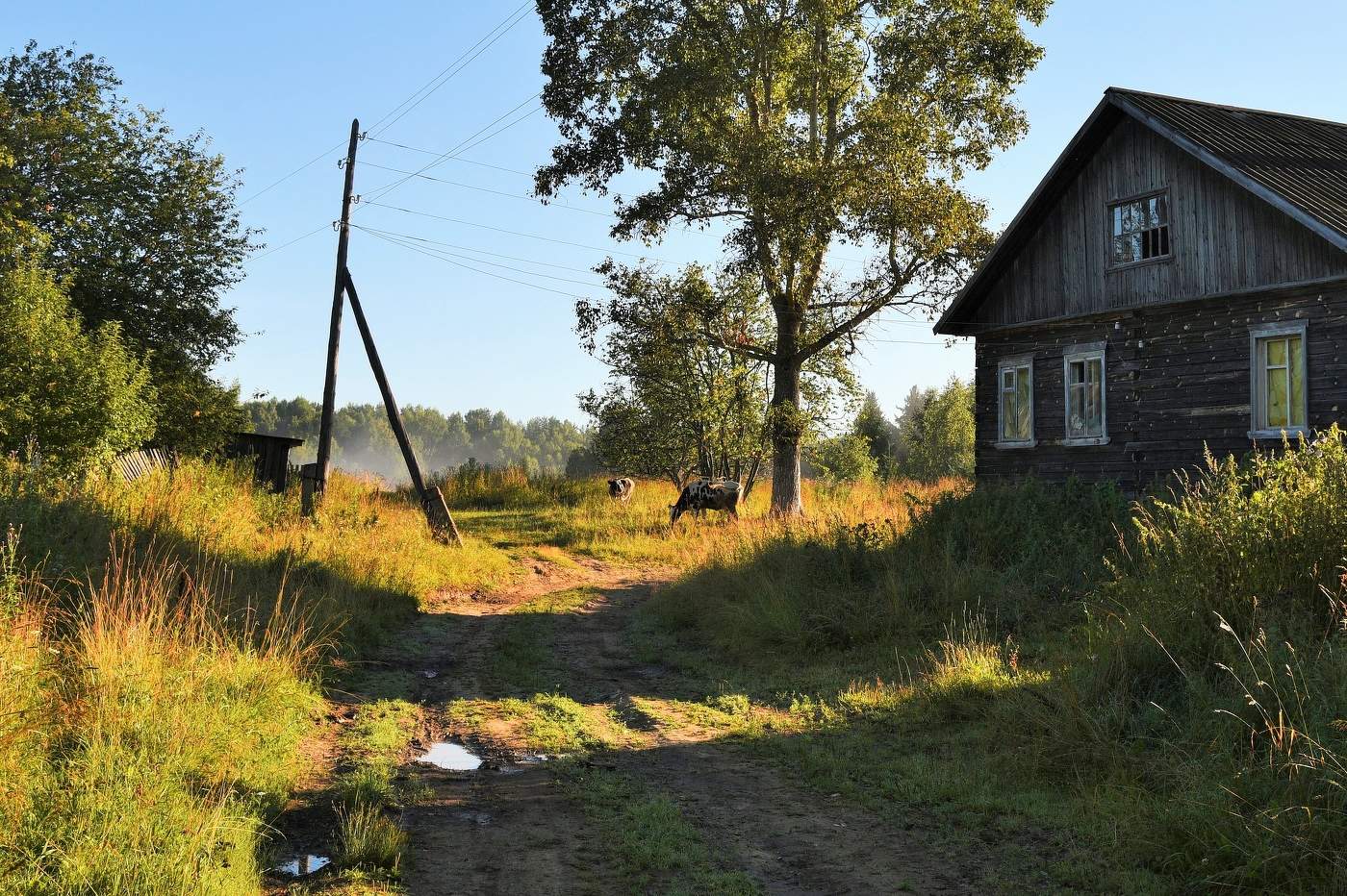 Утро в деревне ...