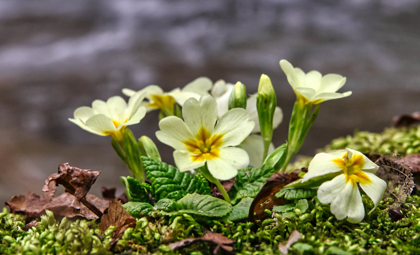 С Праздником. дорогие женщины!!