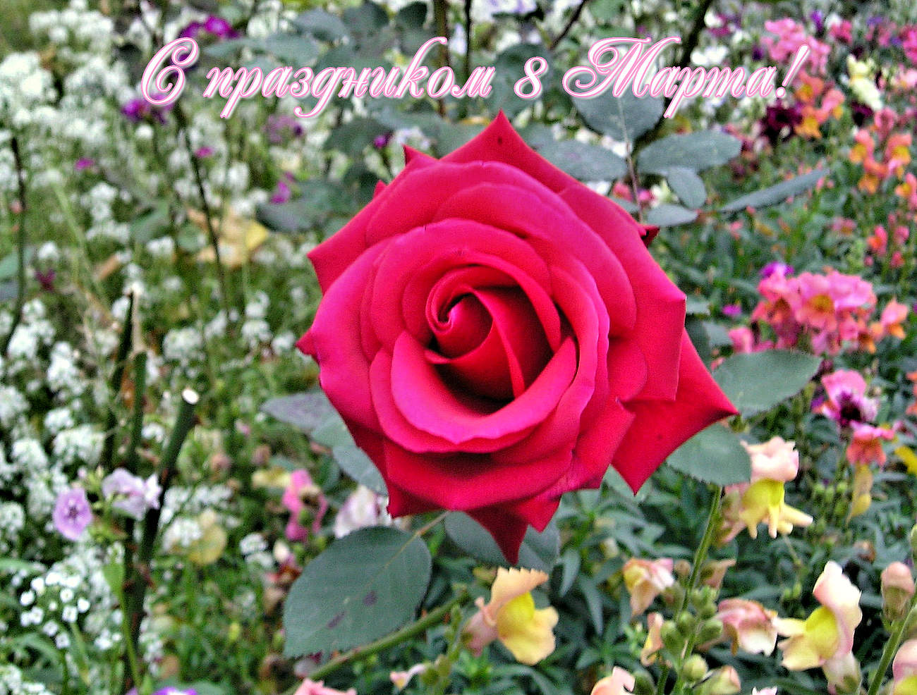 Дорогим женщинам к весеннему празднику