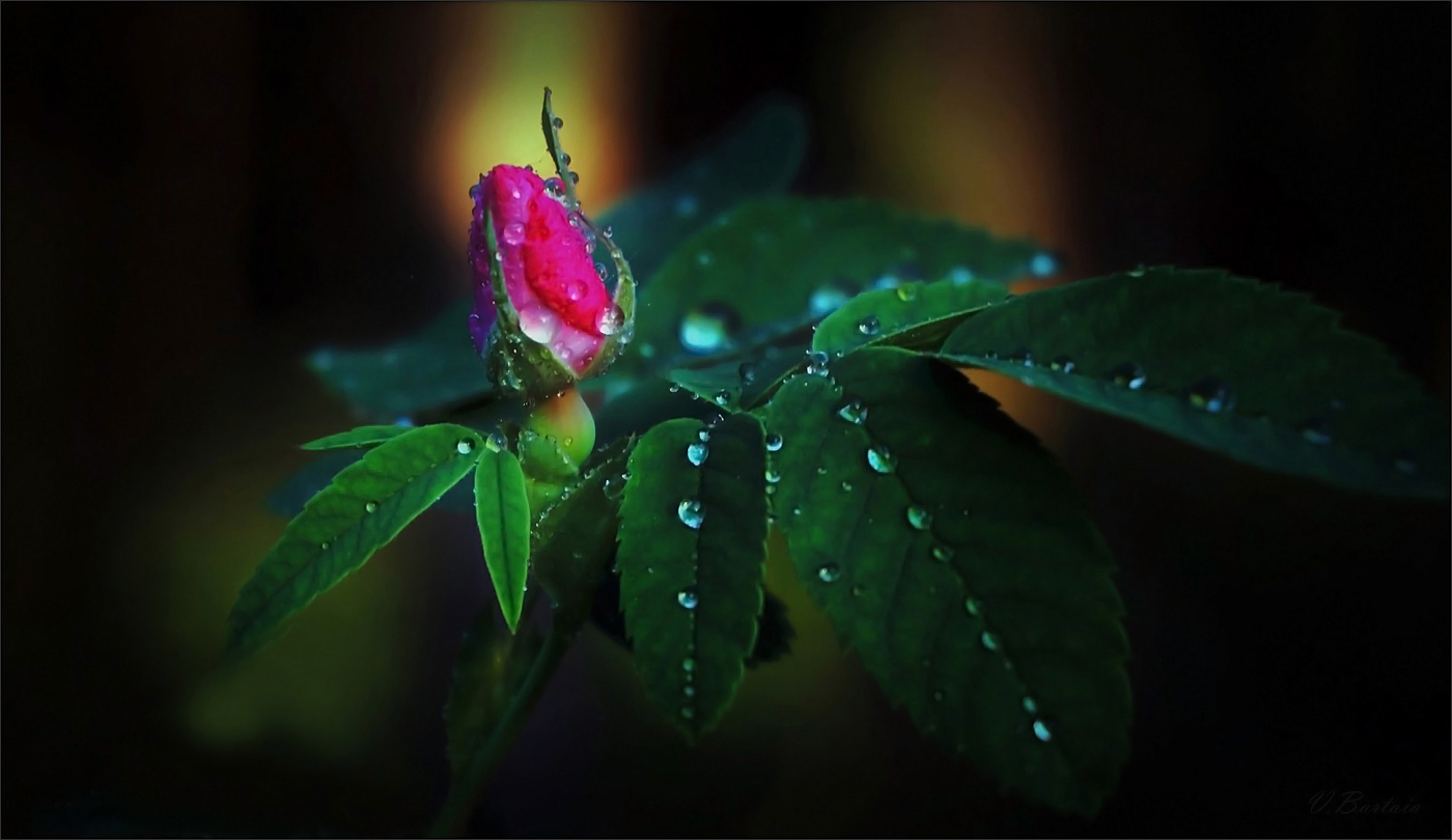 Бутончик дикой розы