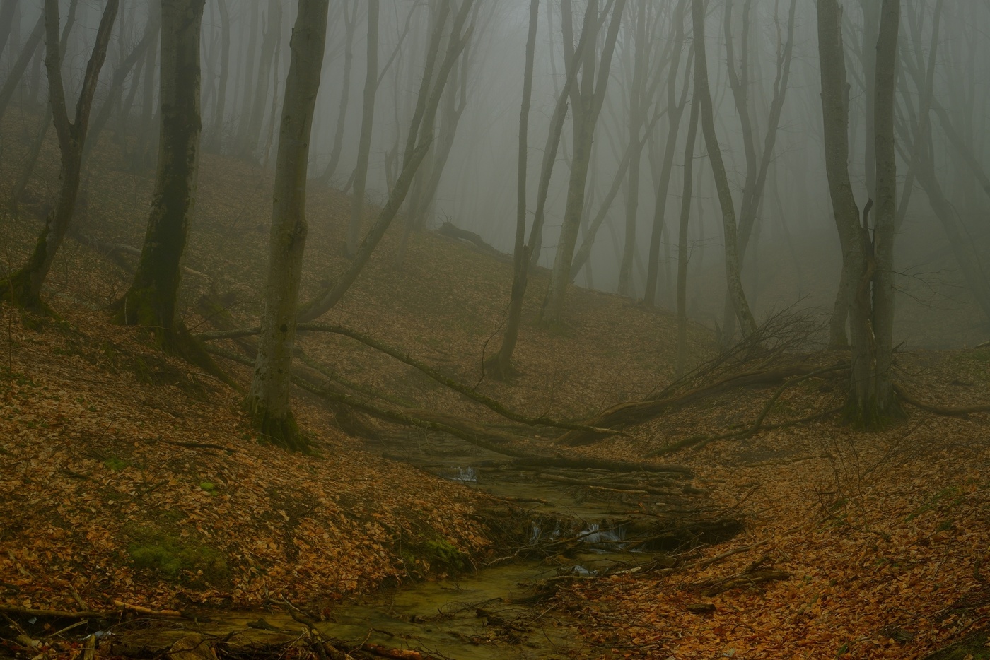 Туманный рассвет