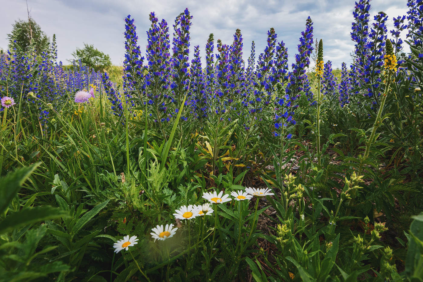 Разноцветие...