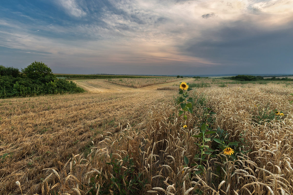 Тихо в полях