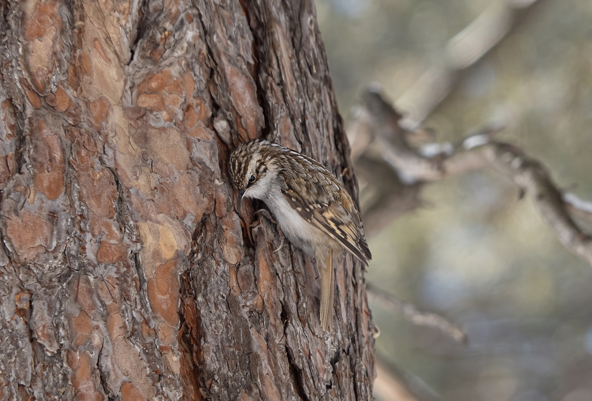 Замаскировалась