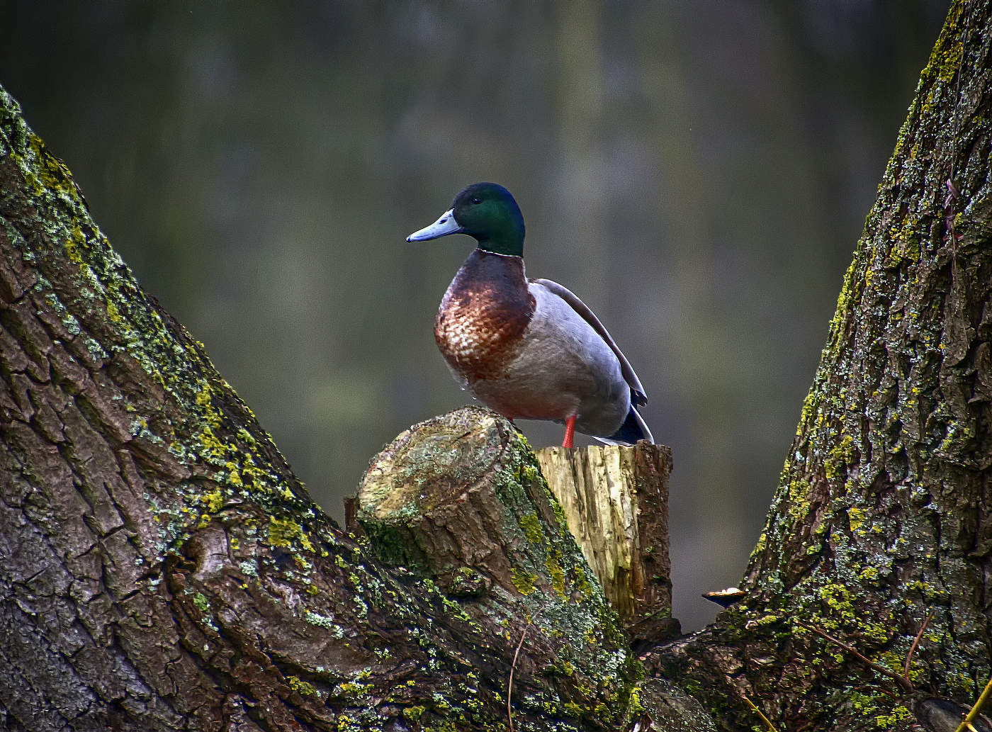 На дерево взгромоздясь