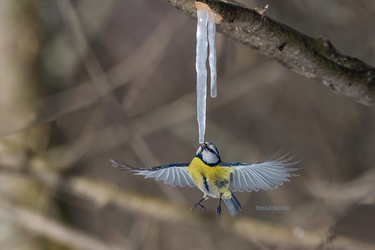 О пользе кленового сока.
