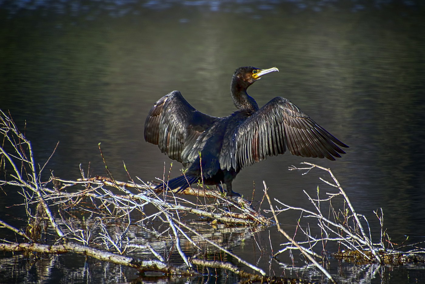 Любимое место отдыха