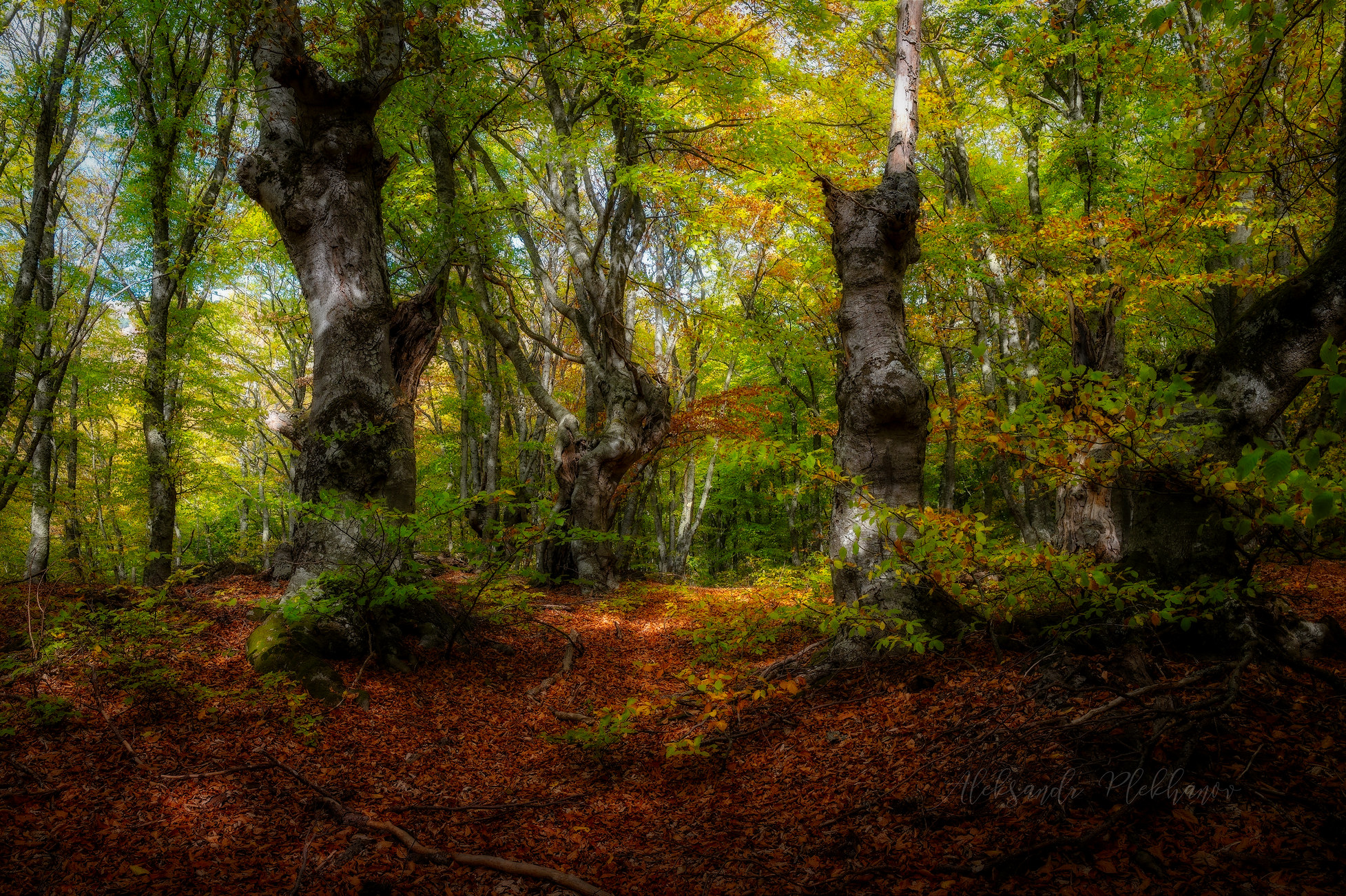 Буковый лес Южной Демерджи