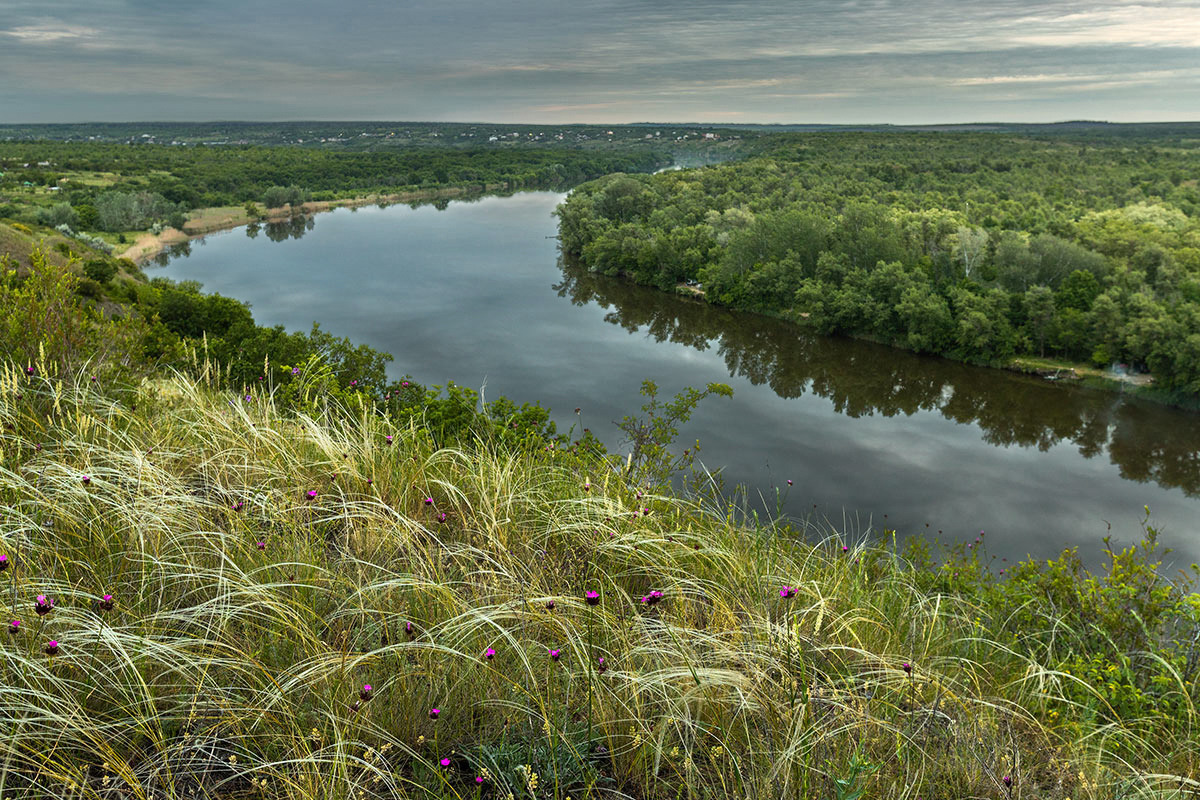 Ковыль и гвоздика