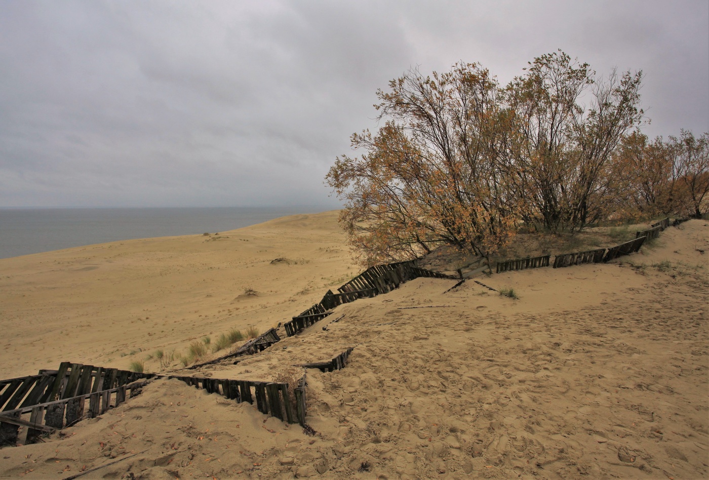 На Куршской косе