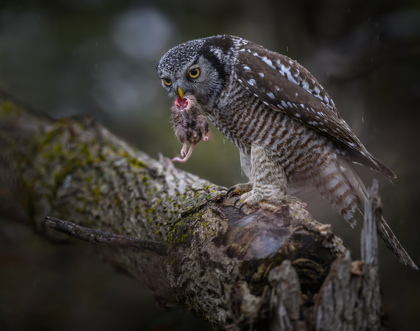 Northern hawk-owl