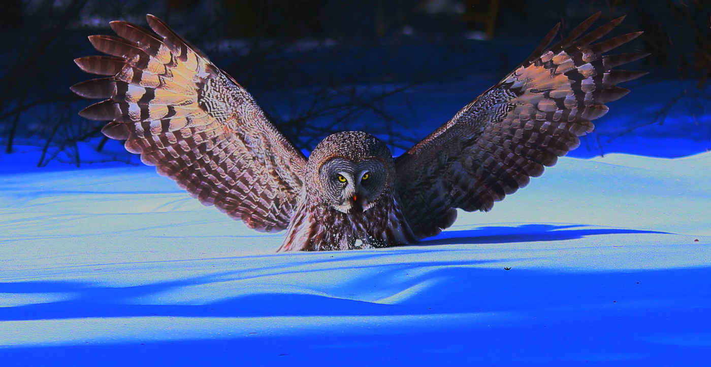 Бородатая неясыть во всей красе !!!