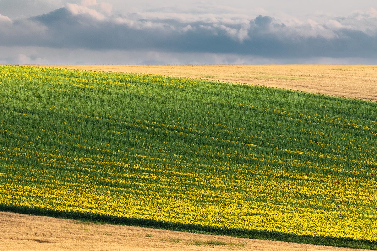 Подсолнечник зацветает