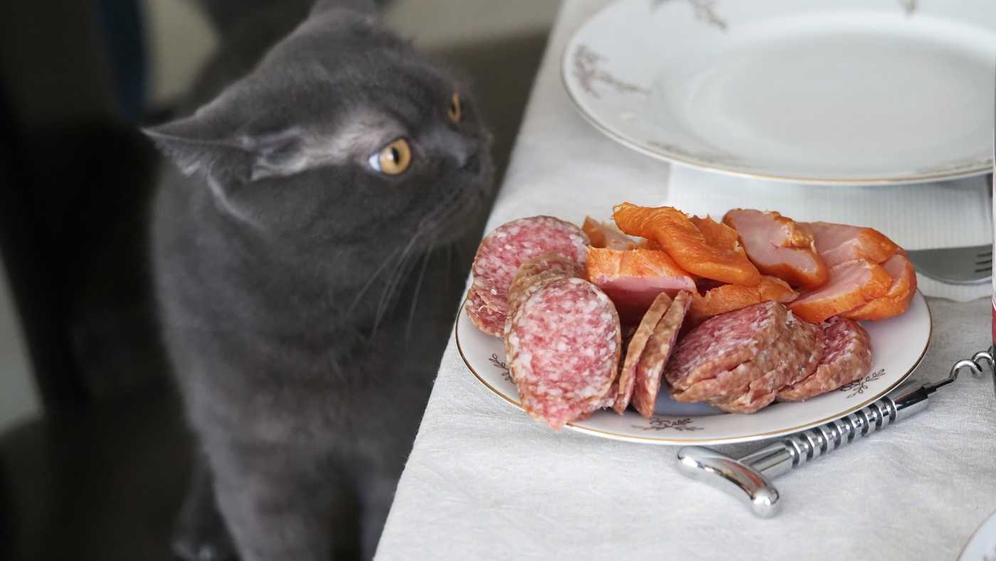 кот и колбаса