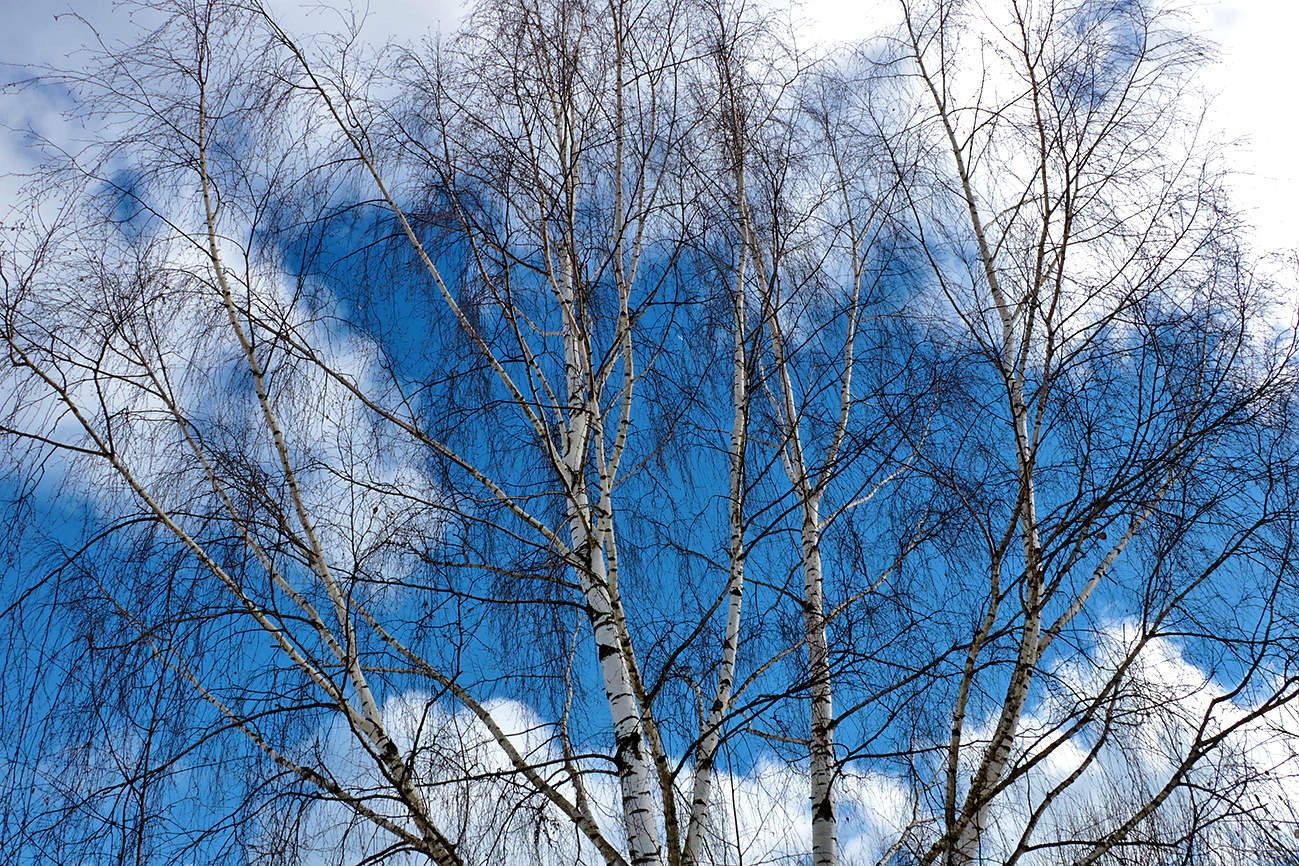 Синее и белое