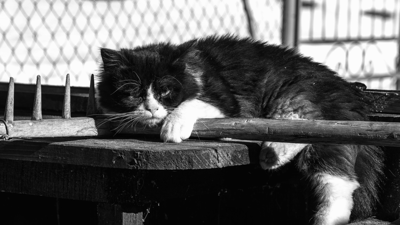 Жизнь вокруг