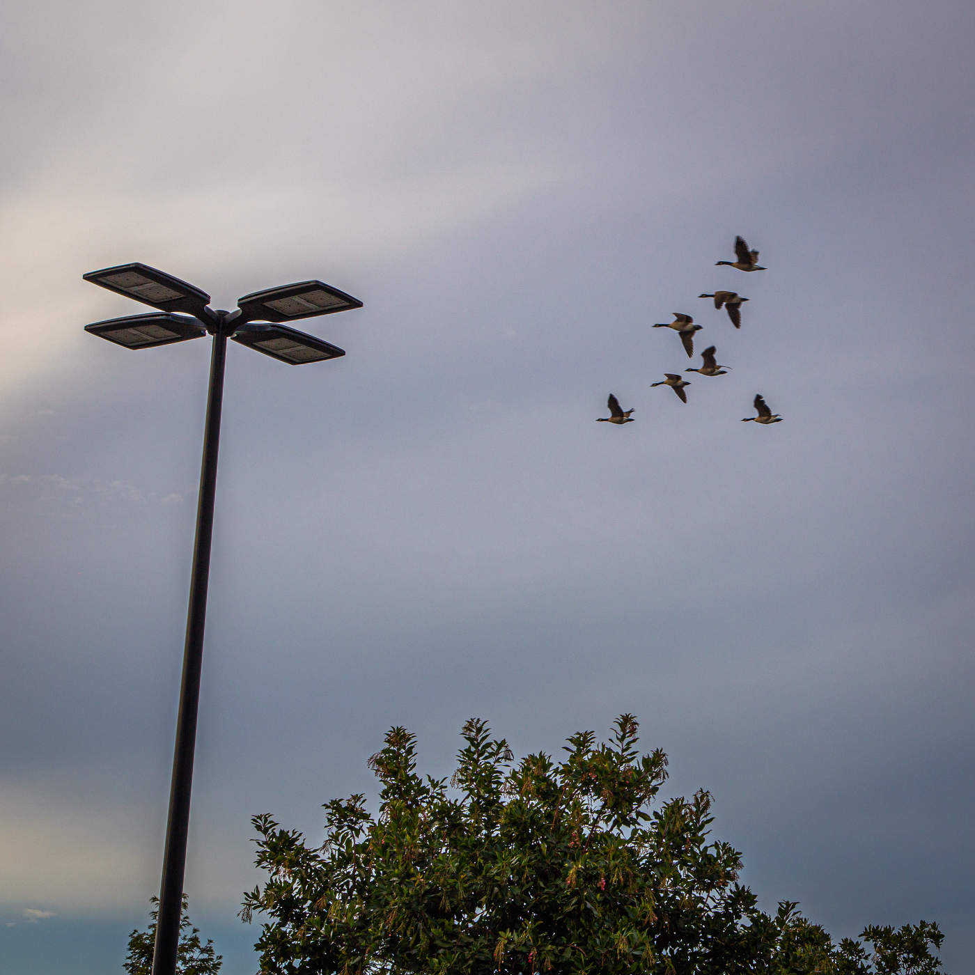 Гуси возвращаются