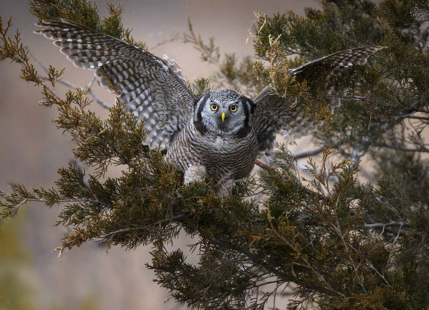 Northern hawk-owl