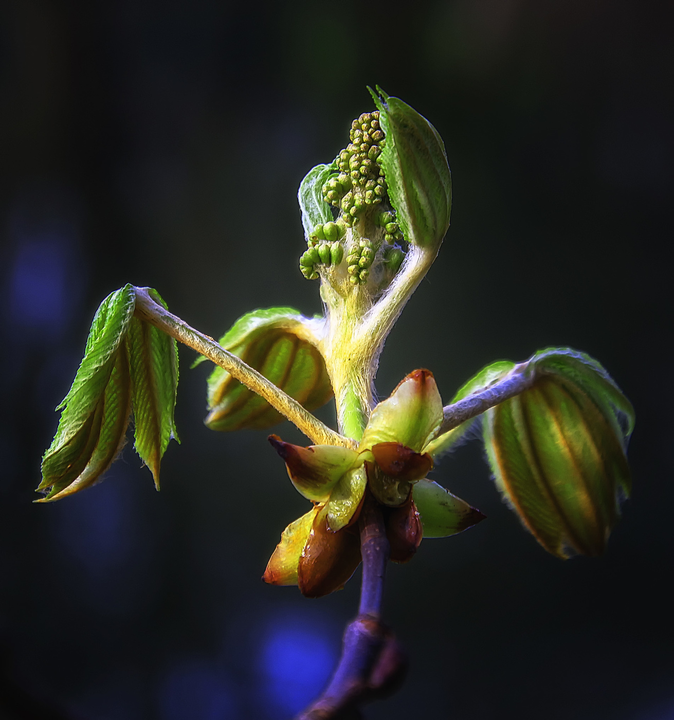 Пробуждение