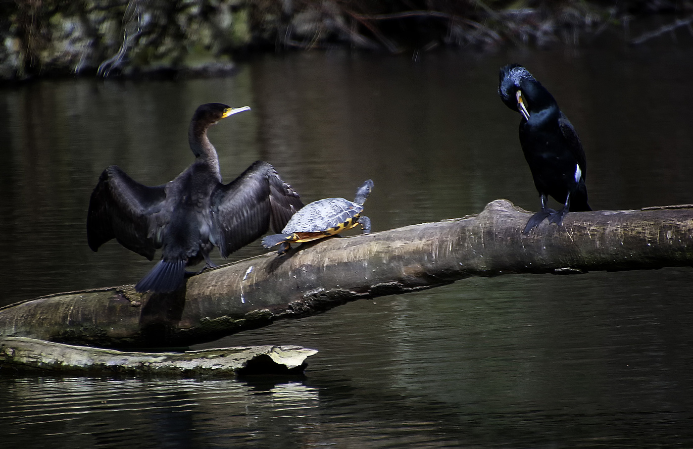 Присели погрется