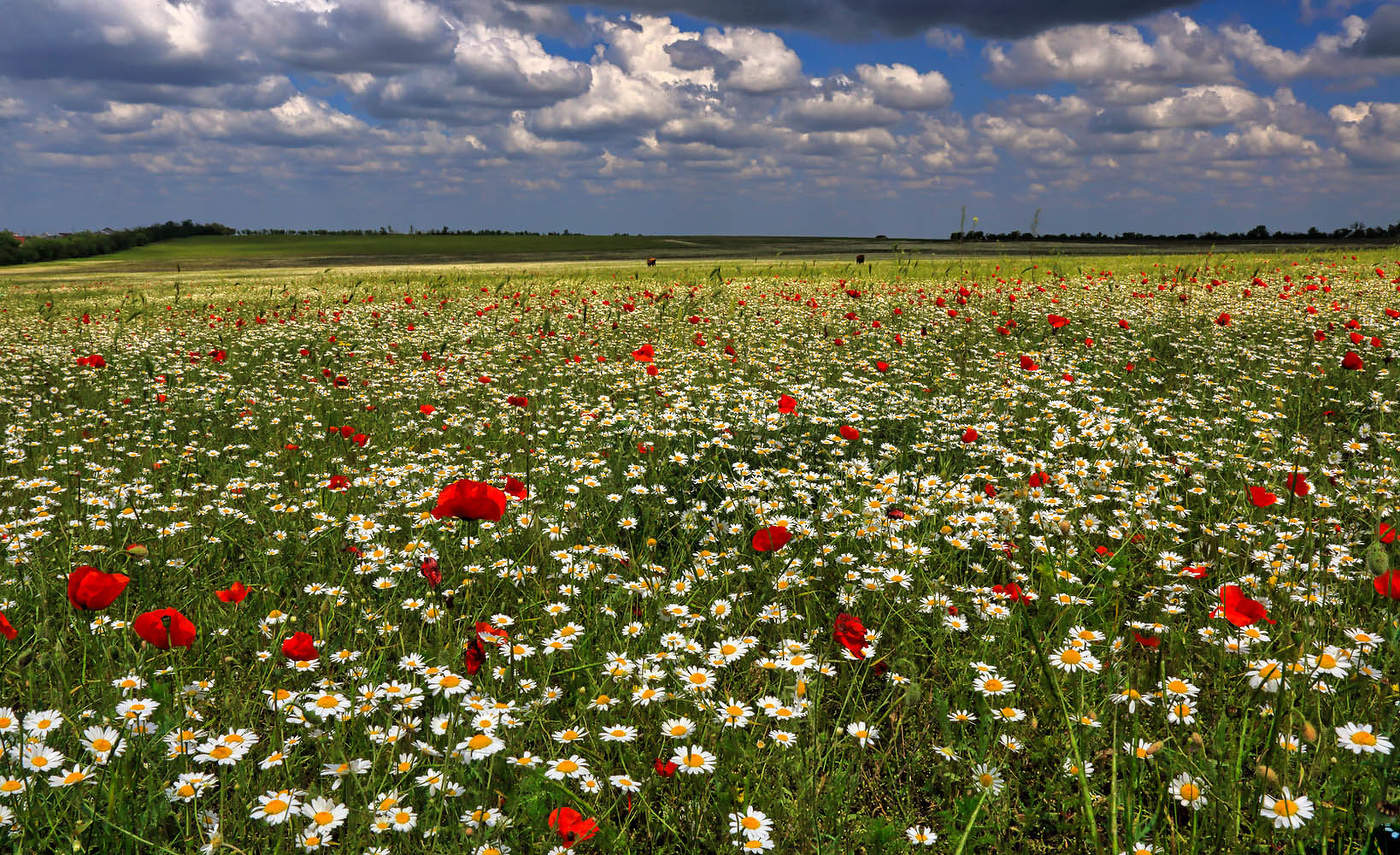 Целое поле цветов