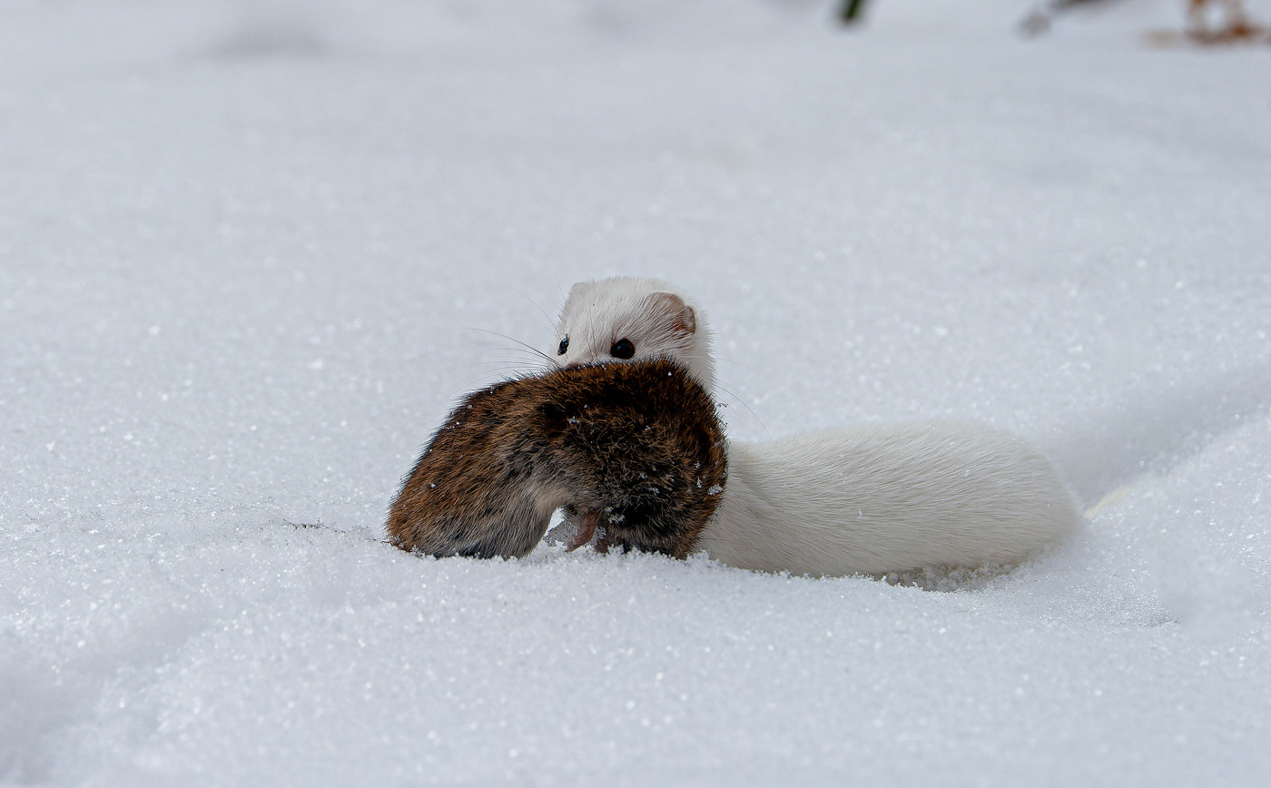 Самый маленький и кровожадный...