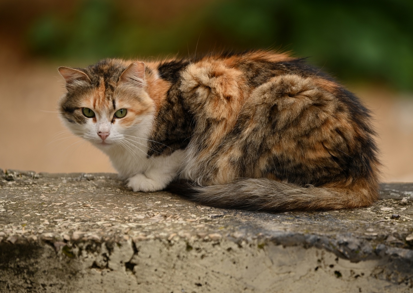 Уличная кошечка