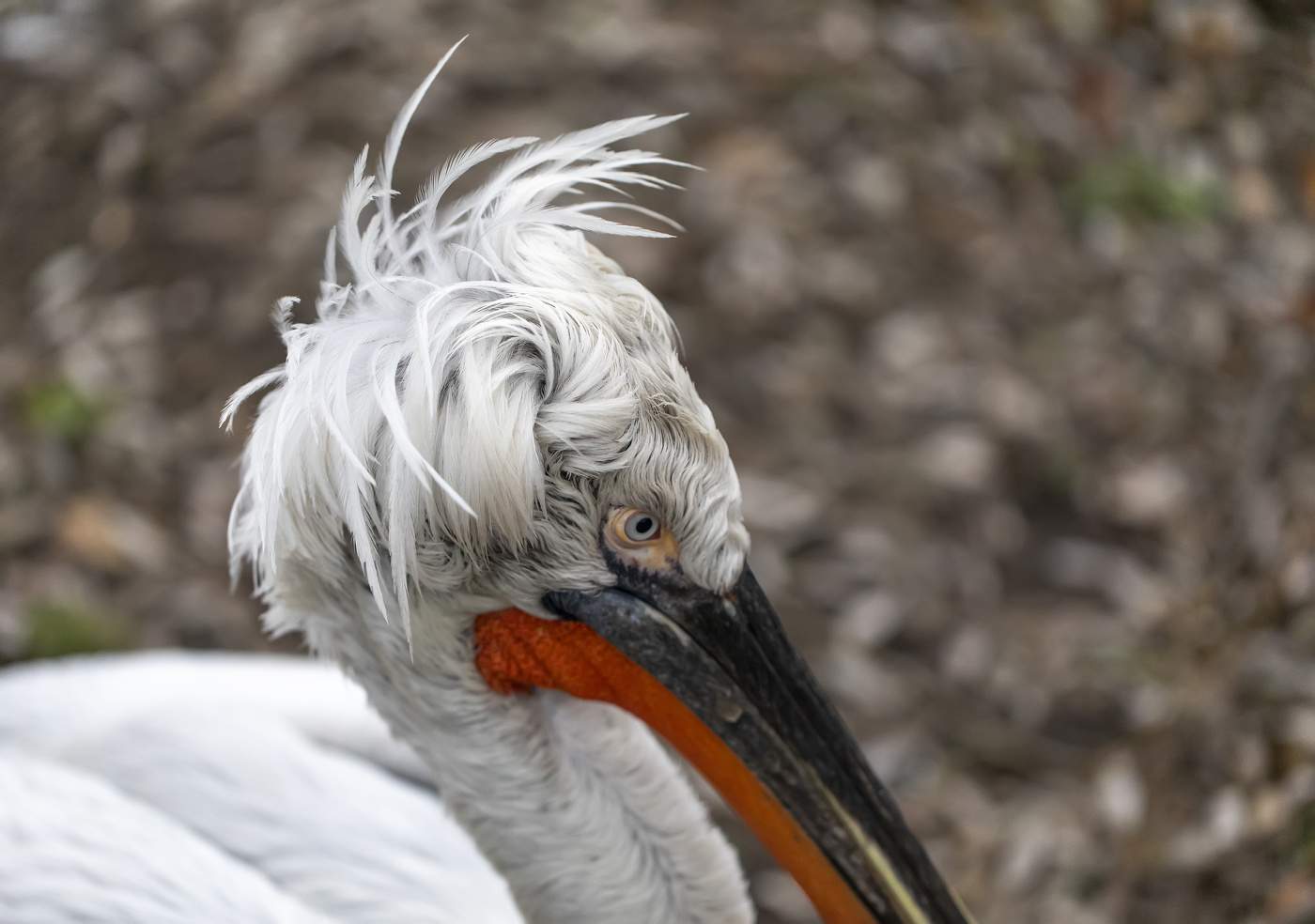 Причесончик