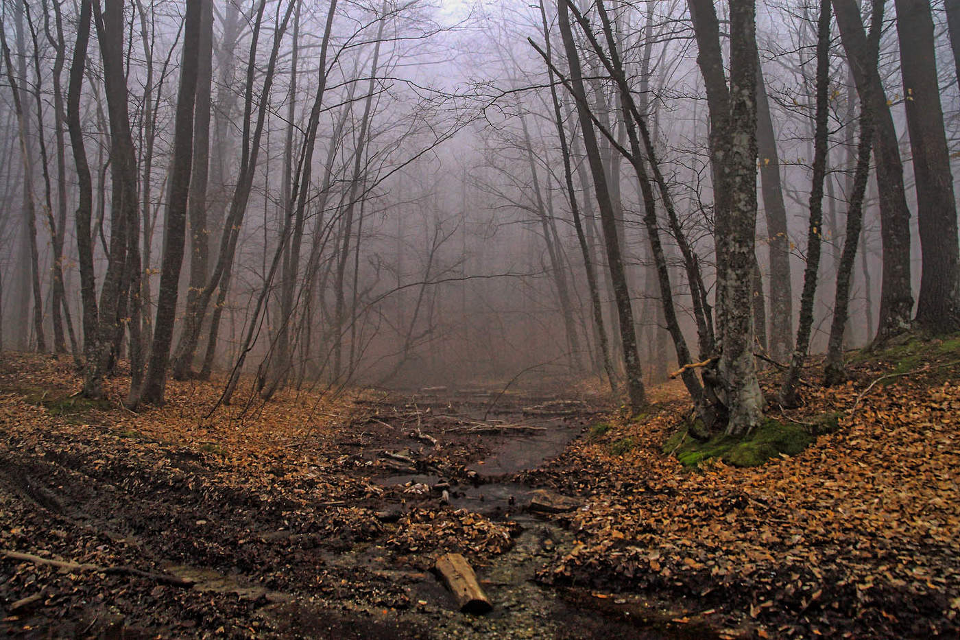 Туманный крымский лес