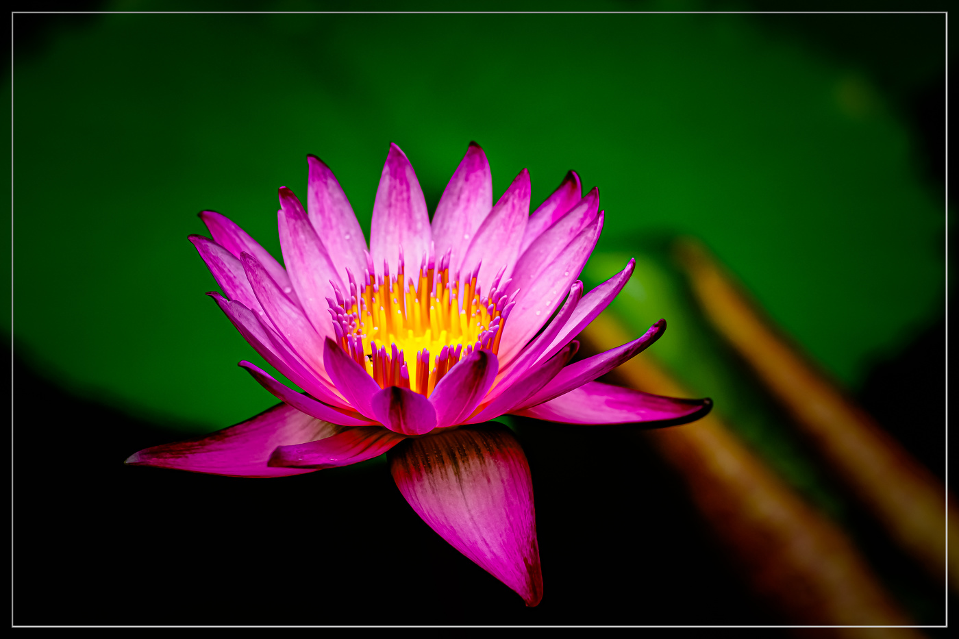 Райский цветок