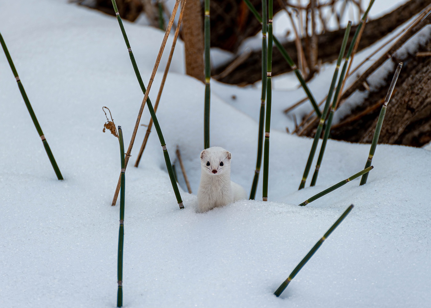 Я маленький пушистый зверь!