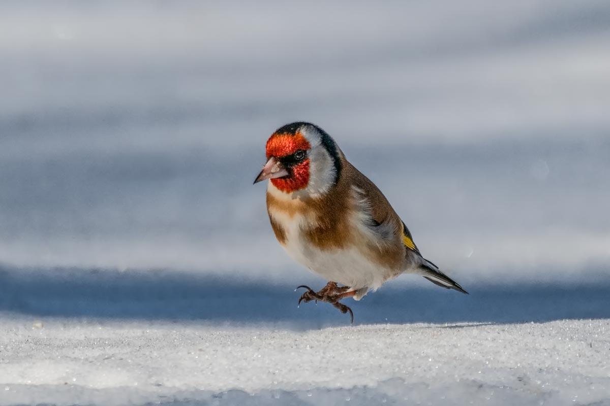 Попрыгунчик.