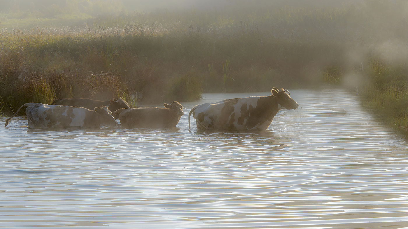 Переправа в тумане