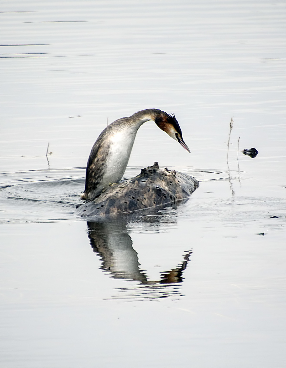 Чомга на бревне