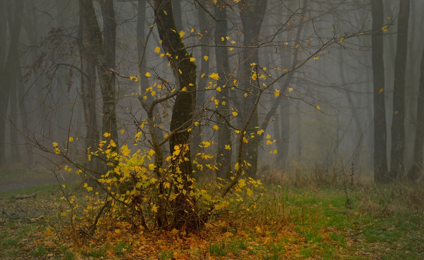 Осеннее утро
