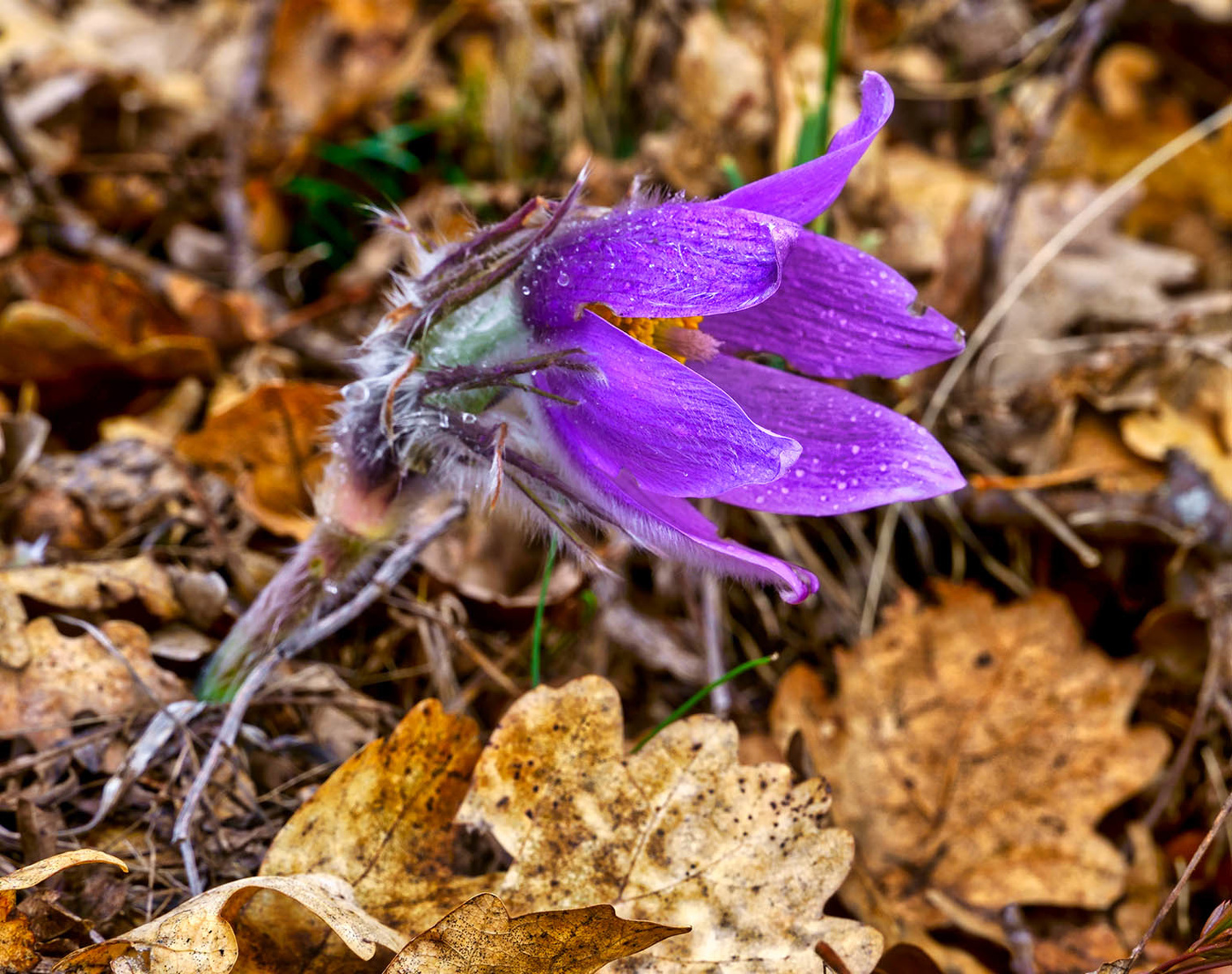 Прострел крымский