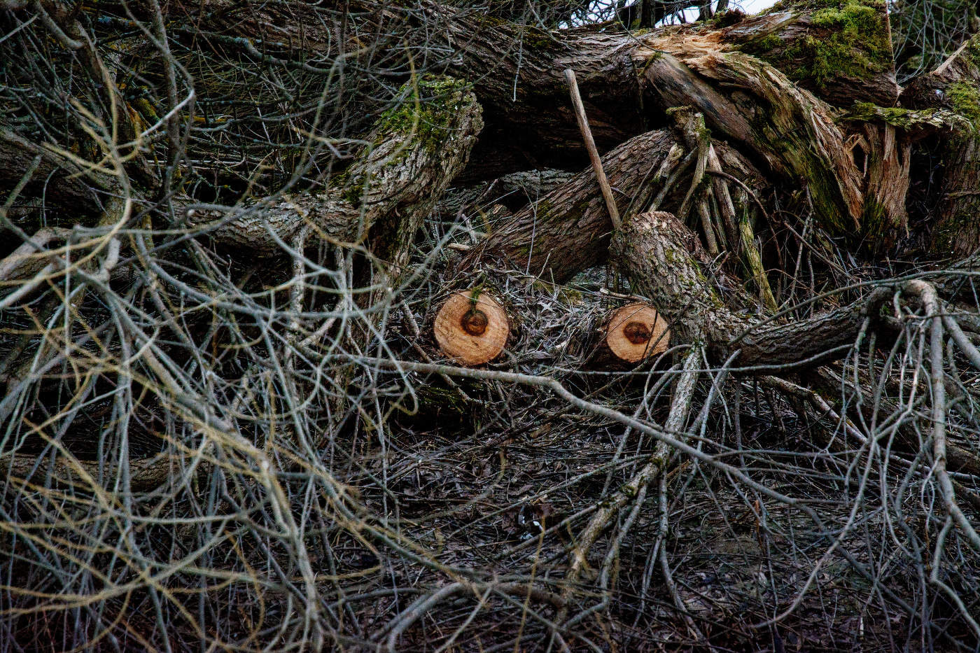 Жизнь вокруг