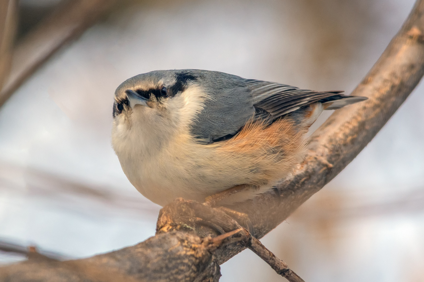 не добрый взгляд