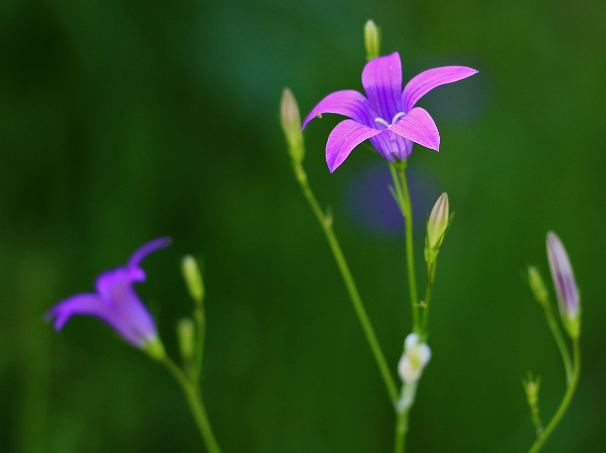 Летний этюд