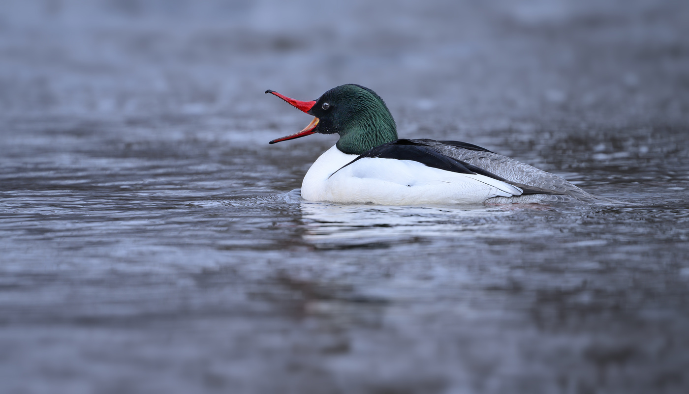 Common merganser (m)