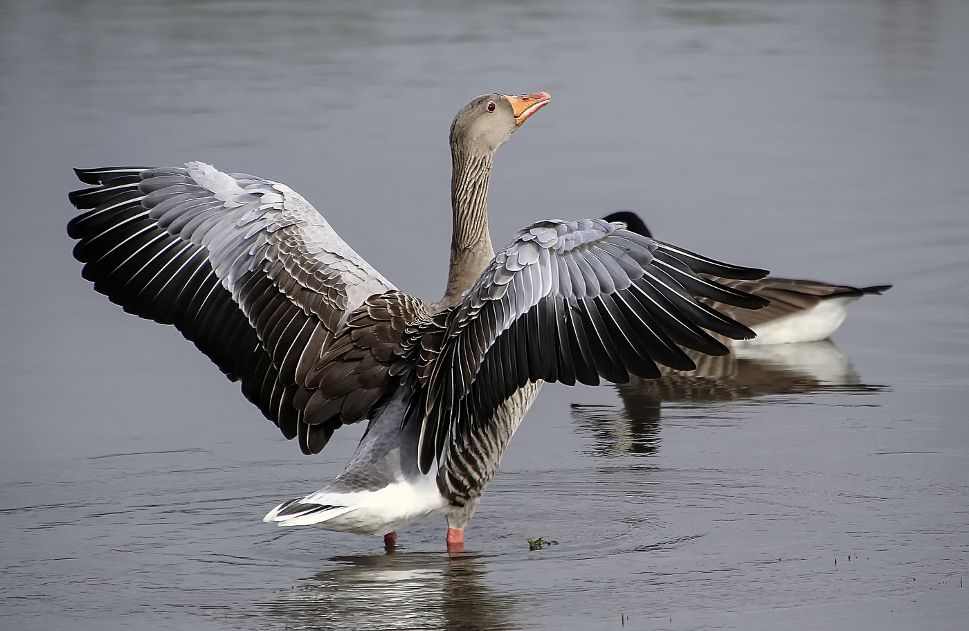 Ах какие пёрышки